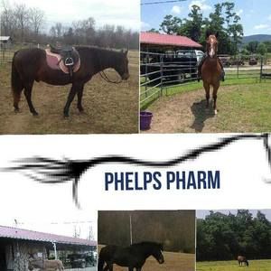 Meet your Posher, Susan